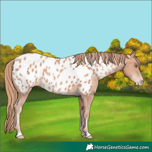Horse Color:Gold Champagne Appaloosa 