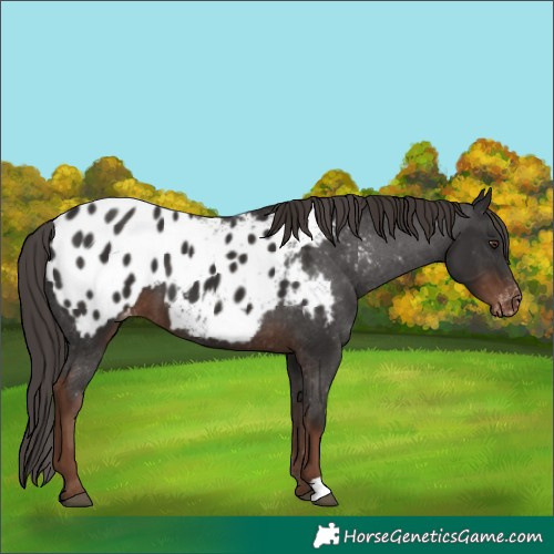 Horse Color:Liver Chestnut Appaloosa 