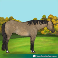 Horse Color:Buckskin Dun 