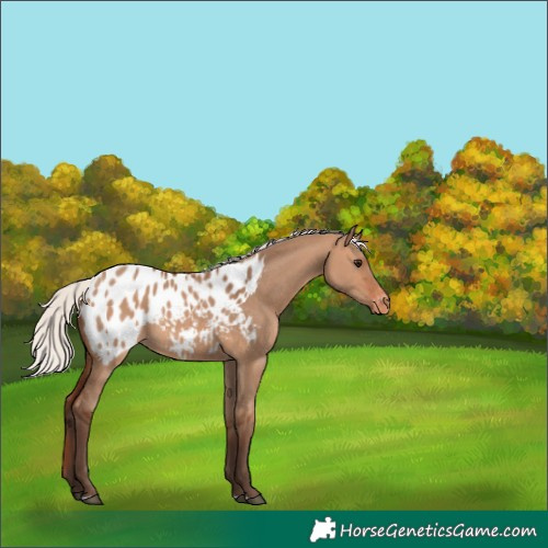 Horse Color:Silver Bay Dun Blanket 