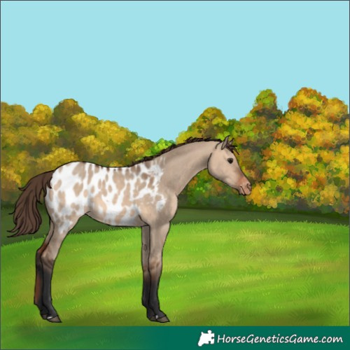 Horse Color:Bay Dun Near Leopard 