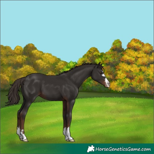 Horse Color:Liver Chestnut Varnish 