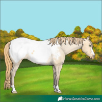 Horse Color:Amber Cream Champagne Dun Near Fewspot 