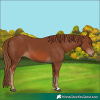 Horse Color:Chestnut 