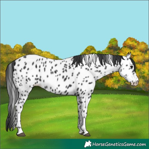 Horse Color:Black Near Leopard