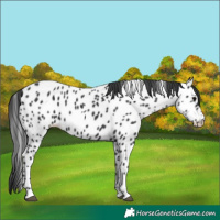 Horse Color:Black Near Leopard 