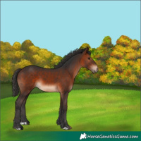 Horse Color:Bay 