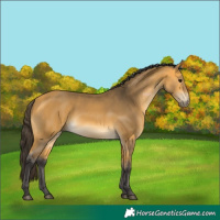 Horse Color:Buckskin