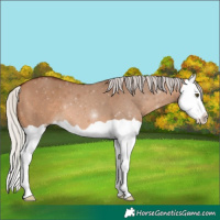 Horse Color:Silver Brown Dun Splash