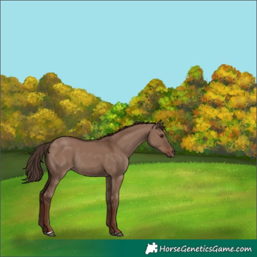 Horse Color:Liver Red Dun Rabicano 