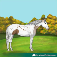 Horse Color:Silver Buckskin Splash Tobiano 
