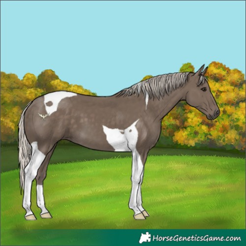 Horse Color:Silver Smoky Black Tobiano 