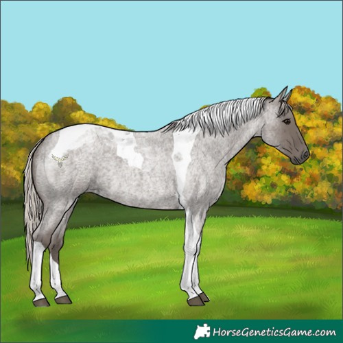 Horse Color:Silver Blue Roan Tobiano 