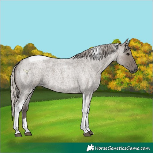 Horse Color:Silver Grullo Roan Tobiano 
