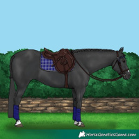 Horse Color:Black and Black