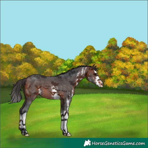 Horse Color:Bay Sabino Splash Appaloosa 