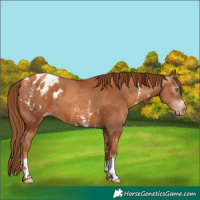 Horse Color:Gray Gold Champagne Sabino Blanket 