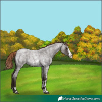 Horse Color:Liver Red Roan Sabino Varnish 