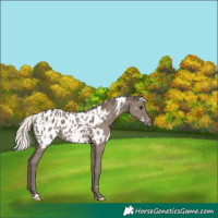 Horse Color:White Spotted Silver Grullo Appaloosa 