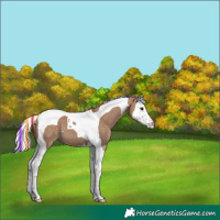 Horse Color:Painted Silver Grullo Splash Tobiano Appaloosa