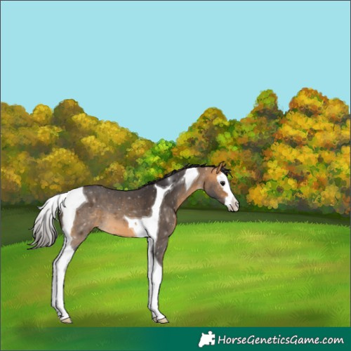 Horse Color:Buckskin Splash Tobiano