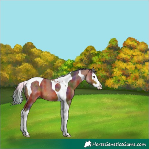 Horse Color:Nacre Bay Splash Tobiano