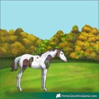 Horse Color:Nacre Bay Splash Tobiano Varnish