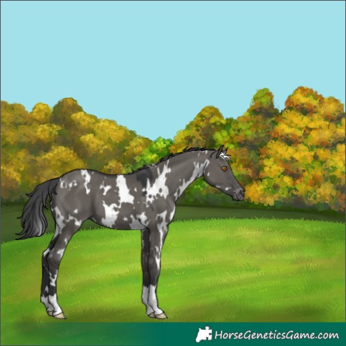 Horse Color:White Spotted Grullo Appaloosa 