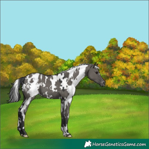 Horse Color:White Spotted Grullo Appaloosa 