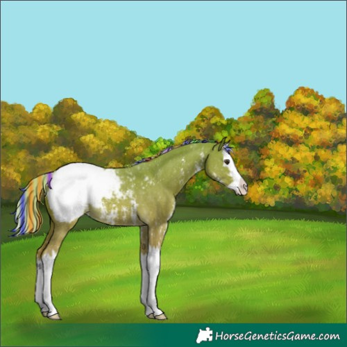 Horse Color:Painted Palomino Sabino Splash Appaloosa 