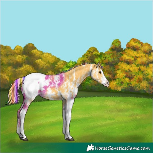 Horse Color:Painted Palomino Sabino Splash Appaloosa 