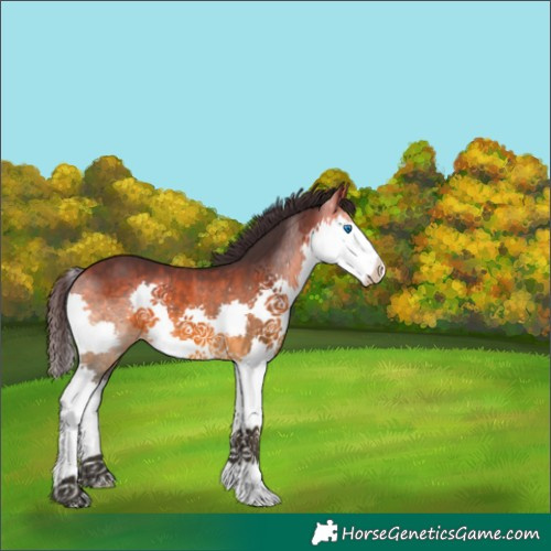 Horse Color:Buckskin Splash 