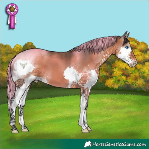 Horse Color:Bay Splash