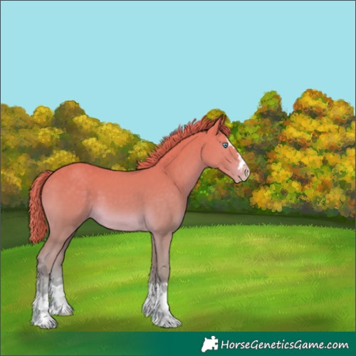 Horse Color:Perlino 