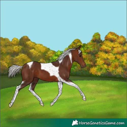 Horse Color:Silver Bay Tobiano 
