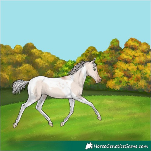 Horse Color:Silver Sable Champagne Dun Mushroom Tobiano 