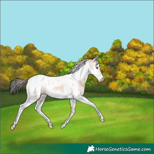 Horse Color:Amber Champagne Dun Splash Tobiano Frame 