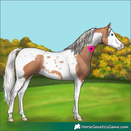 Horse Color:Silver Sable Champagne Splash Tobiano 
