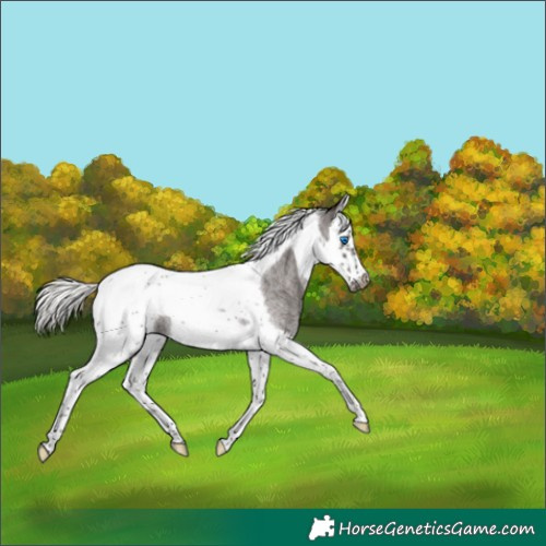 Horse Color:Liver Red Roan Mushroom Splash Tobiano Frame 