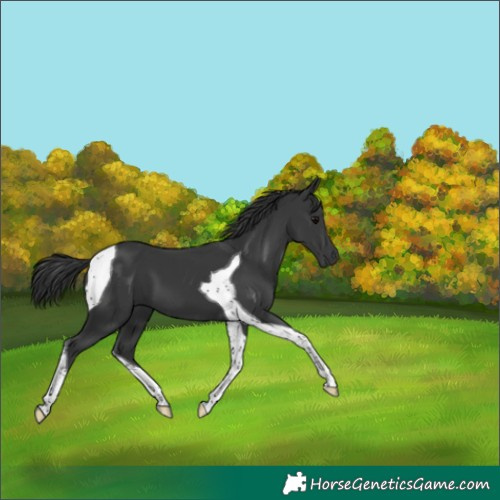 Horse Color:Black Mushroom Tobiano 