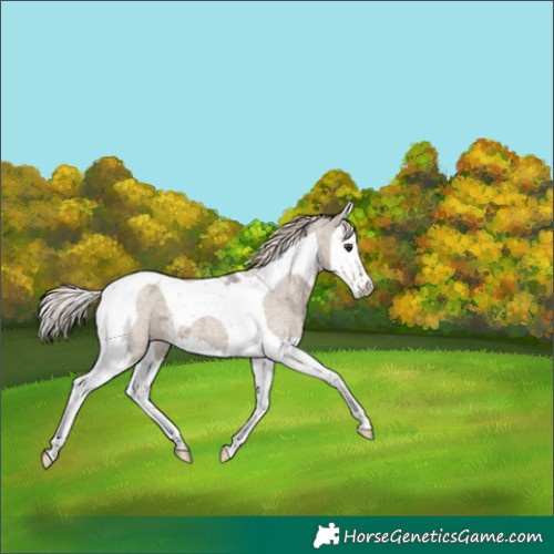 Horse Color:Liver Red Dun Roan Mushroom Splash Tobiano 