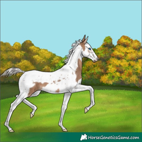 Horse Color:Silver Brown Dun Splash Tobiano Frame 