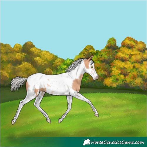 Horse Color:Silver Amber Champagne Splash Tobiano Frame 