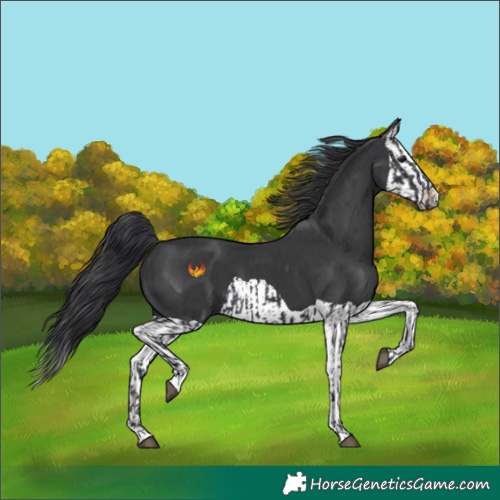 Horse Color:Black  and Black Splash 