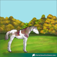 Horse Color:Nacre Liver Chestnut Splash Tobiano Varnish