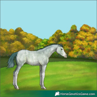 Horse Color:Watercolor Liver Red Roan Sabino Splash 