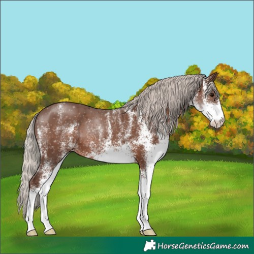 Horse Color:White Spotted Silver Black 