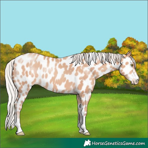 Horse Color:Silver Sable Champagne Appaloosa