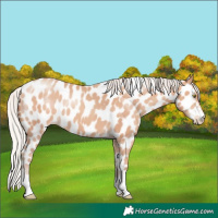 Horse Color:Silver Sable Champagne Appaloosa 