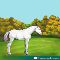 Horse Color:Nacre Liver Red Dun Sabino Splash Snowflake Varnish